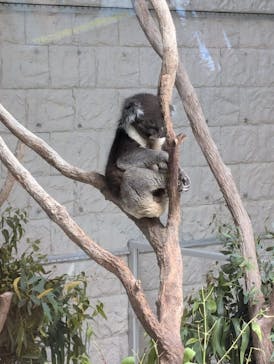 淡路ファームパーク イングランドの丘に投稿された画像（2024/7/9）