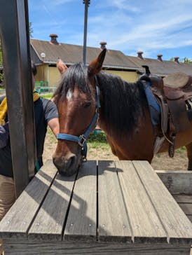 淡路ファームパーク イングランドの丘に投稿された画像（2024/7/9）