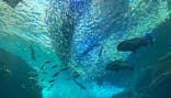 新江ノ島水族館に投稿された画像（2024/7/10）