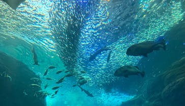 新江ノ島水族館に投稿された画像（2024/7/10）
