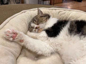 猫カフェモカ　池袋東口店に投稿された画像（2024/7/10）