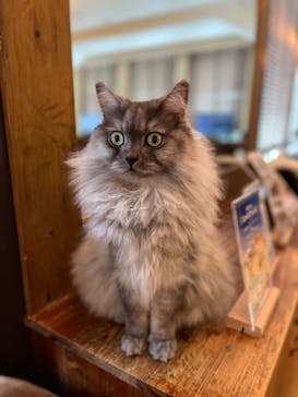 猫カフェモカ　池袋東口店に投稿された画像（2024/7/10）