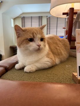 猫カフェモカ　池袋東口店に投稿された画像（2024/7/10）