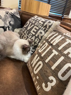 猫カフェモカ　池袋東口店に投稿された画像（2024/7/10）