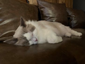 猫カフェモカ　池袋東口店に投稿された画像（2024/7/10）