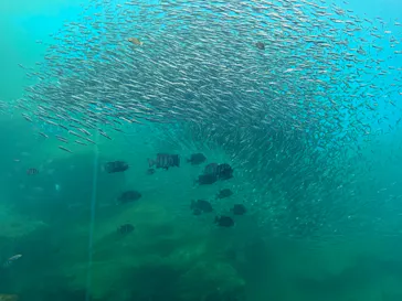 仙台うみの杜水族館に投稿された画像（2024/7/10）