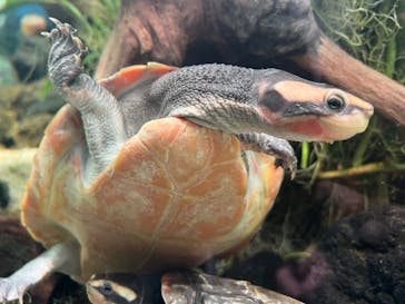 カワスイ 川崎⽔族館に投稿された画像（2024/7/10）