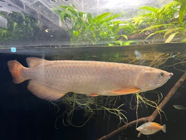 カワスイ 川崎⽔族館に投稿された画像（2024/7/10）