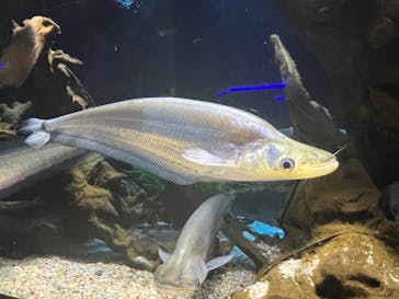 カワスイ 川崎⽔族館に投稿された画像（2024/7/10）