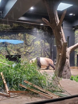 恩賜上野動物園に投稿された画像（2024/7/10）