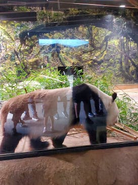 恩賜上野動物園に投稿された画像（2024/7/10）