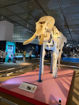 大哺乳類展に投稿された画像（2024/7/10）