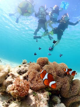 初心者専門宮古島シュノーケリングツアーに投稿された画像（2024/7/10）