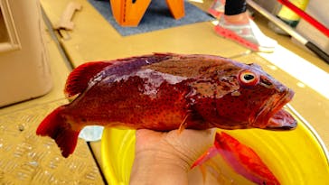 宮古島釣り船PANANAに投稿された画像（2024/7/10）