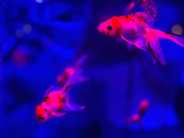 NARA KINGYO MUSEUMに投稿された画像（2024/7/10）