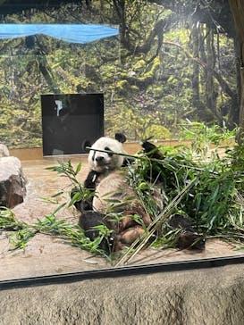 恩賜上野動物園に投稿された画像（2024/7/10）