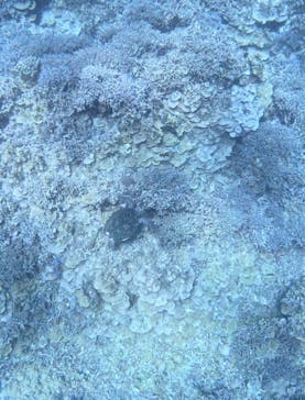 西表島 ADVENTURE PiPi（アドベンチャーピピ）に投稿された画像（2024/7/10）