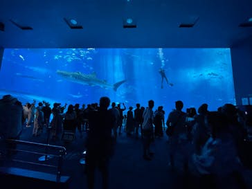沖縄美ら海水族館に投稿された画像（2024/7/10）