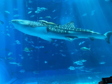 沖縄美ら海水族館に投稿された画像（2024/7/10）