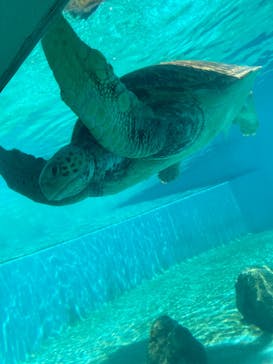 沖縄美ら海水族館に投稿された画像（2024/7/10）