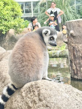 神戸どうぶつ王国に投稿された画像（2024/7/10）