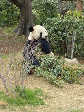 恩賜上野動物園に投稿された画像（2024/7/10）