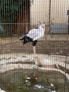 恩賜上野動物園に投稿された画像（2024/7/10）