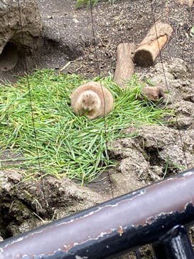 恩賜上野動物園に投稿された画像（2024/7/10）