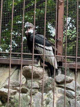 恩賜上野動物園に投稿された画像（2024/7/10）