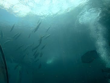 下田海中水族館に投稿された画像（2024/7/10）