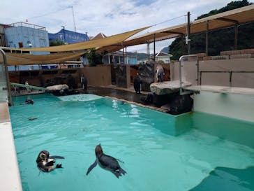 下田海中水族館に投稿された画像（2024/7/10）
