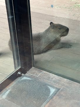カワスイ 川崎⽔族館に投稿された画像（2024/7/10）