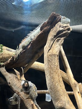 カワスイ 川崎⽔族館に投稿された画像（2024/7/10）