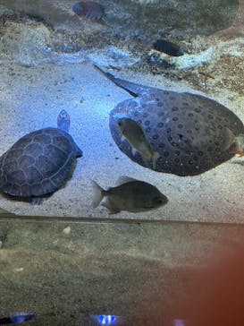 カワスイ 川崎⽔族館に投稿された画像（2024/7/10）