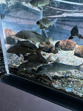 カワスイ 川崎⽔族館に投稿された画像（2024/7/10）