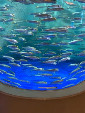 しながわ水族館に投稿された画像（2024/7/10）