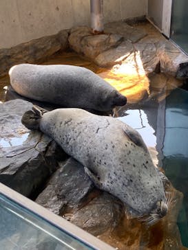 しながわ水族館に投稿された画像（2024/7/10）