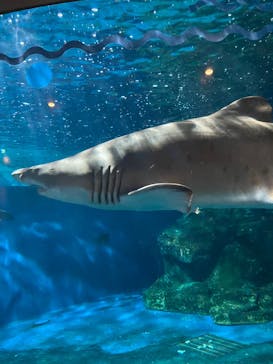 しながわ水族館に投稿された画像（2024/7/10）