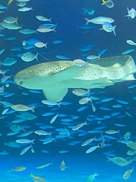 サンシャイン水族館に投稿された画像（2024/7/10）