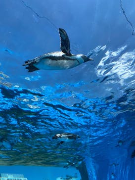 サンシャイン水族館に投稿された画像（2024/7/10）
