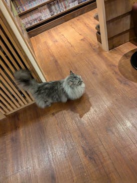 猫カフェモカ　池袋本店に投稿された画像（2024/7/10）