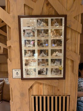猫カフェモカ　池袋本店に投稿された画像（2024/7/10）
