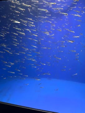 新江ノ島水族館に投稿された画像（2024/7/10）