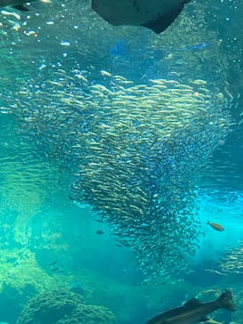 新江ノ島水族館に投稿された画像（2024/7/10）
