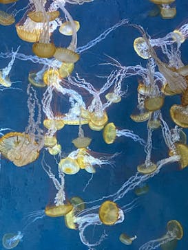 新江ノ島水族館に投稿された画像（2024/7/10）