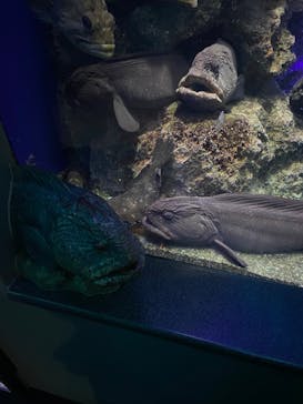 新江ノ島水族館に投稿された画像（2024/7/10）