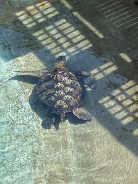 新江ノ島水族館に投稿された画像（2024/7/10）