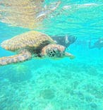 オースリーシュノーケル宮古島に投稿された画像（2024/7/11）