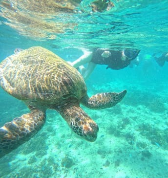 オースリーシュノーケル宮古島に投稿された画像（2024/7/10）