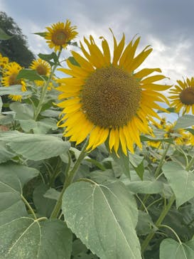 成田ゆめ牧場に投稿された画像（2024/7/10）